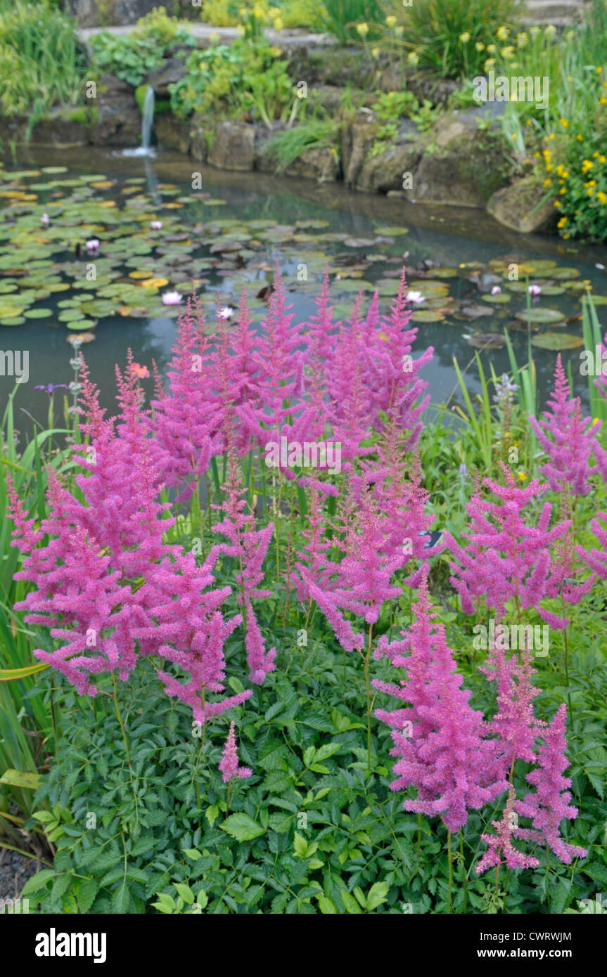 Astilbe 'Siegfried', crescente al fianco di stagno nel giardino botanico. Foto Stock