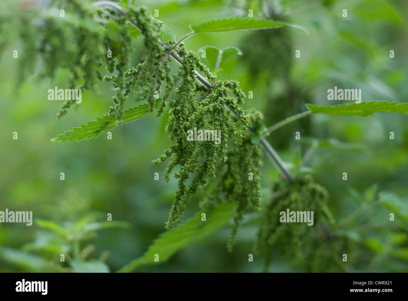 Un verde brillante Ortica - Urtica dioica, vegetali, con abbondanza di appendere i fili di semi. Foto Stock