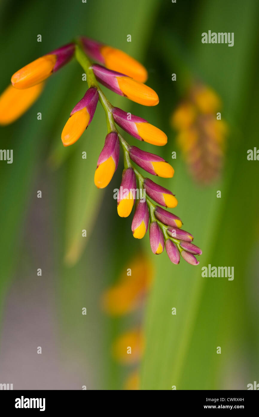 Crocosmia x crocosmifloria 'Colombus' fiori d'estate. Foto Stock