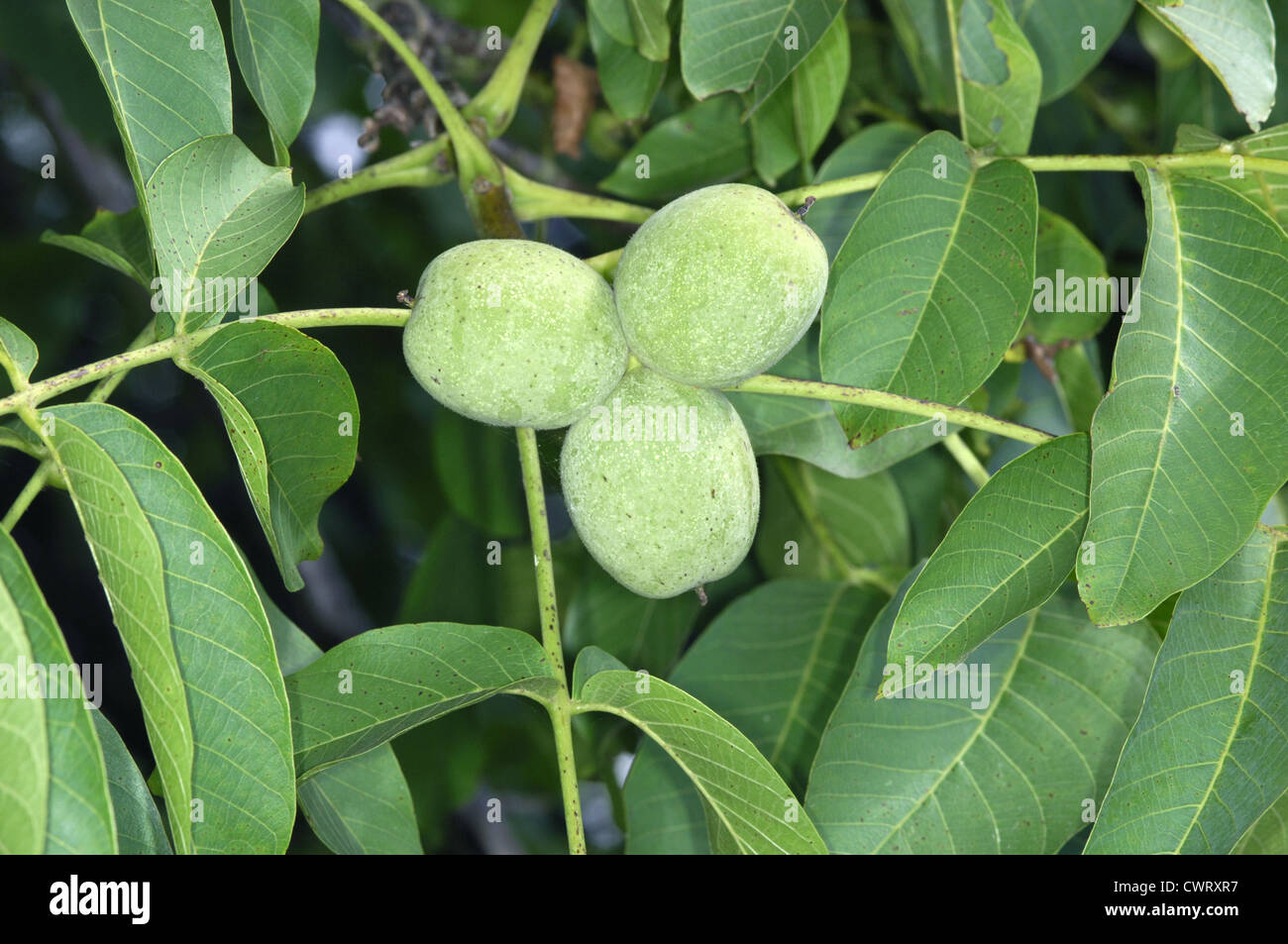 Noce comune Juglans regia Juglandaceae Foto Stock