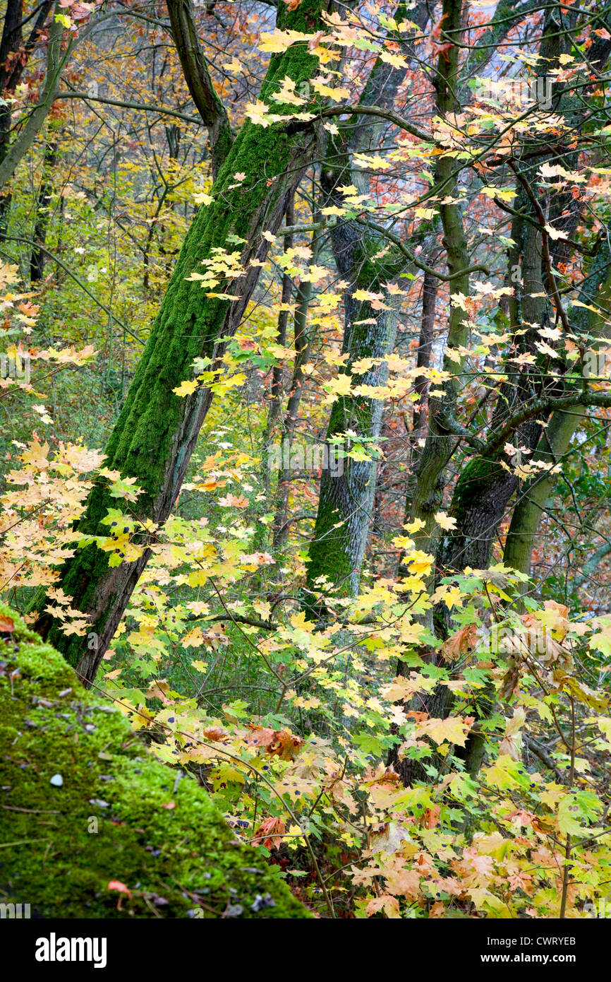 Alberi di muschio e autunno a colori i boschi di avvicinamento di proprietà statale (Zvikov Zhikov) castello in Boemia, Repubblica Ceca. Foto Stock