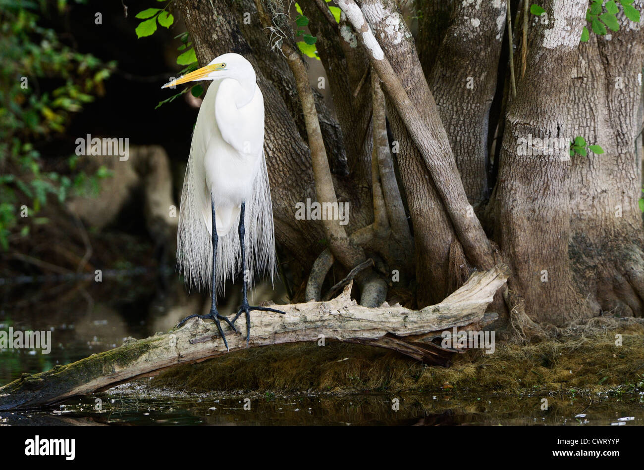 Airone bianco maggiore nel corteggiamento Foto Stock