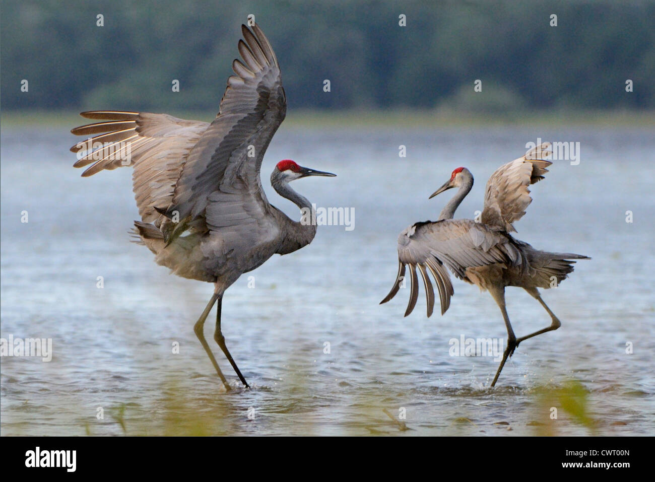 Sandhill Crane dance Foto Stock