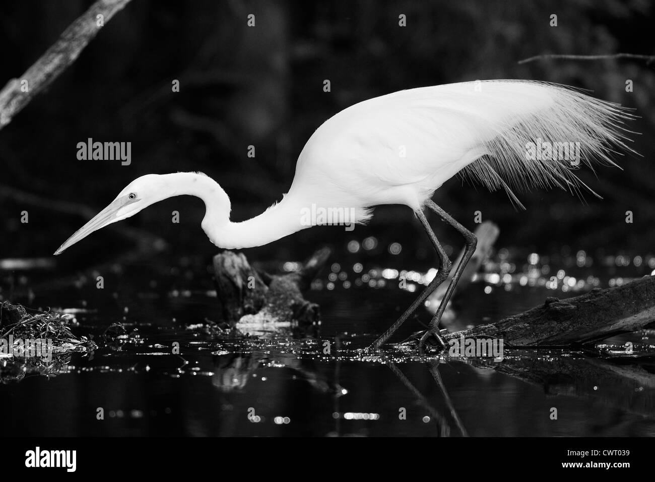 Airone bianco maggiore caccia al tramonto Foto Stock