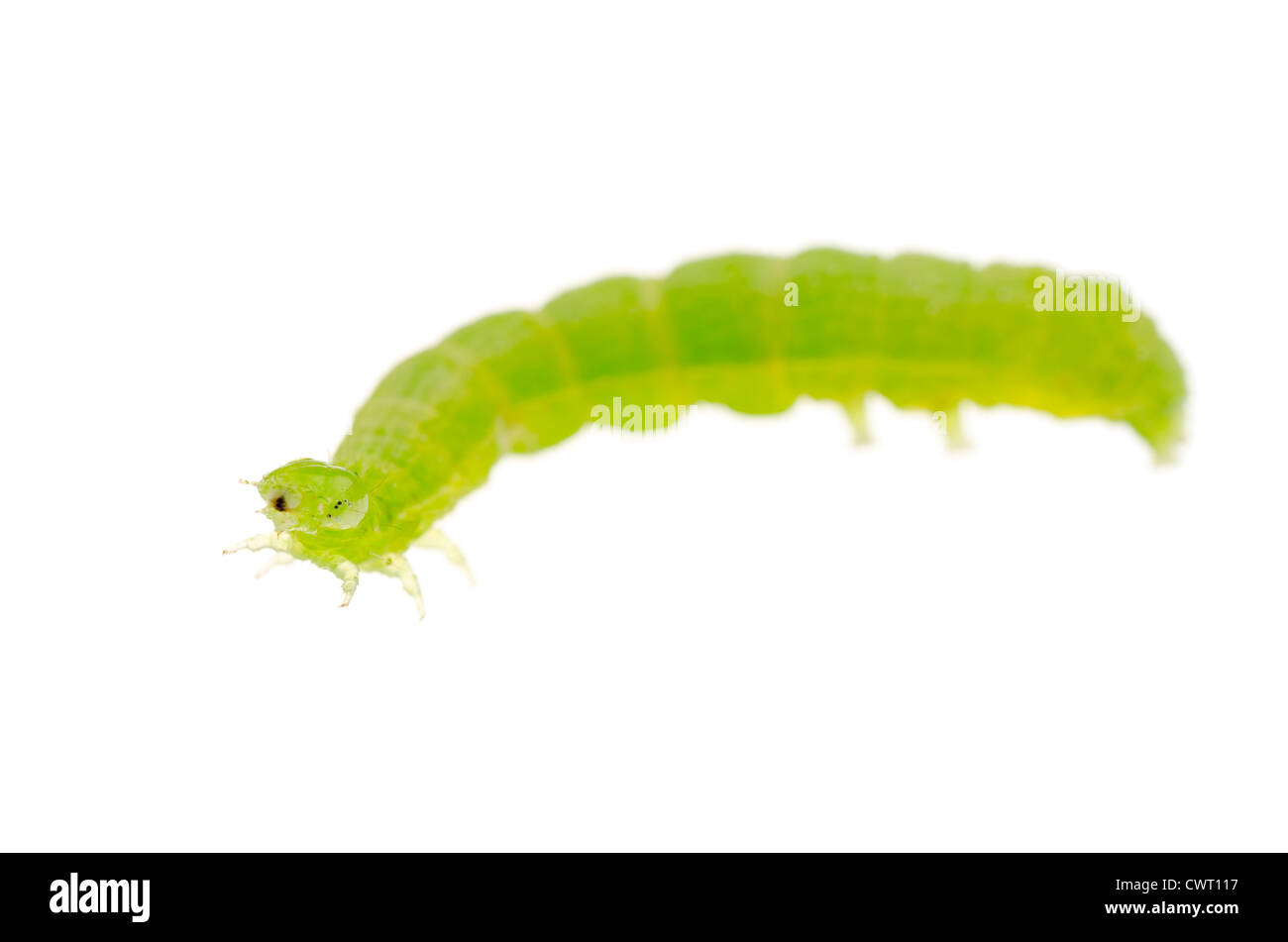 Verde di insetto betterfly caterpillar isolato su bianco Foto Stock