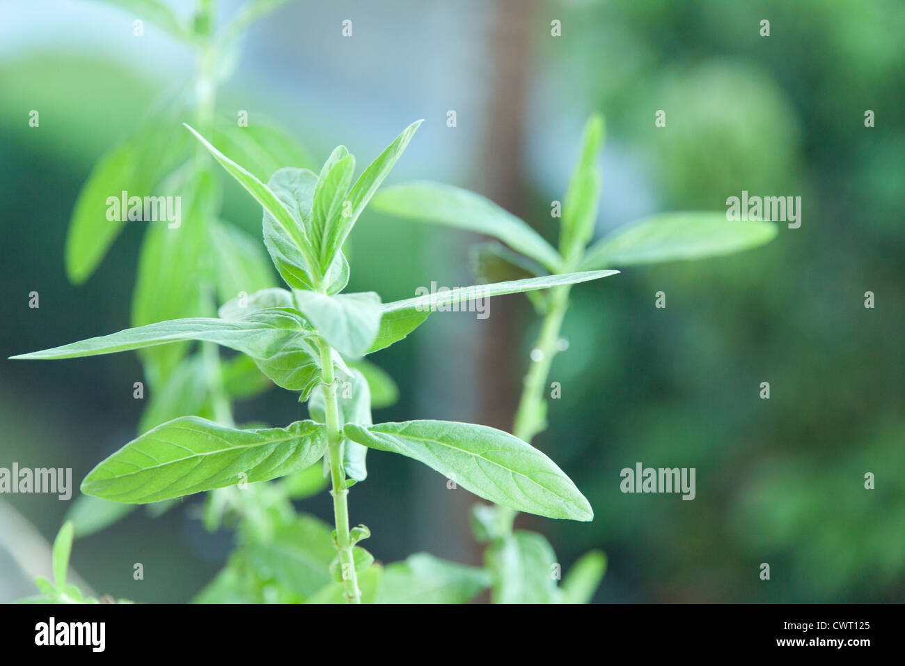 Green,cibo,materie,menta pepe,aromatiche erbe,,piante,natura,tropical,fotografia,colore orizzontale,,coltivata,erbe,natura,spice,Macrì Foto Stock