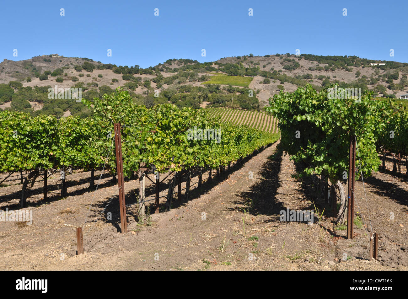 Napa Valley Vineyard Foto Stock