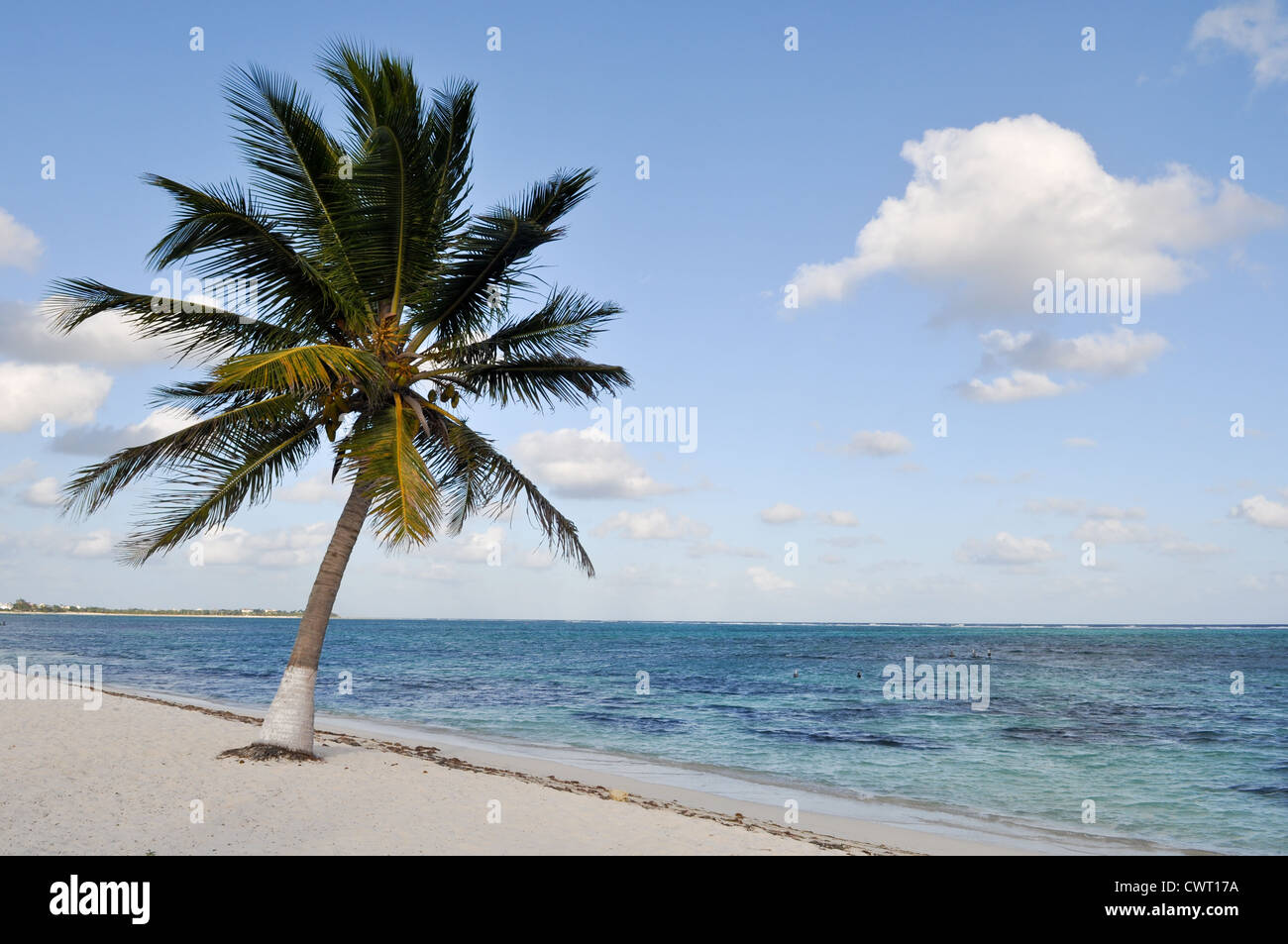 Palm Tree su una spiaggia Foto Stock