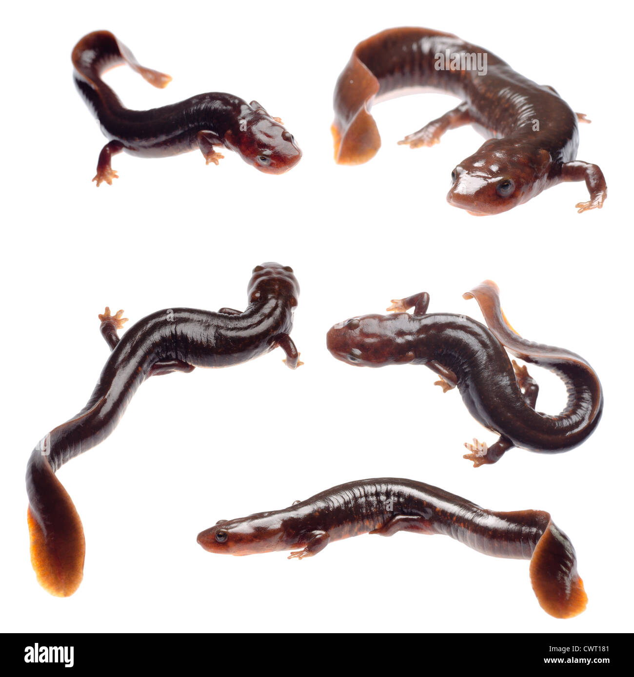 Amphibia animale salamander newt isolato su bianco Foto Stock