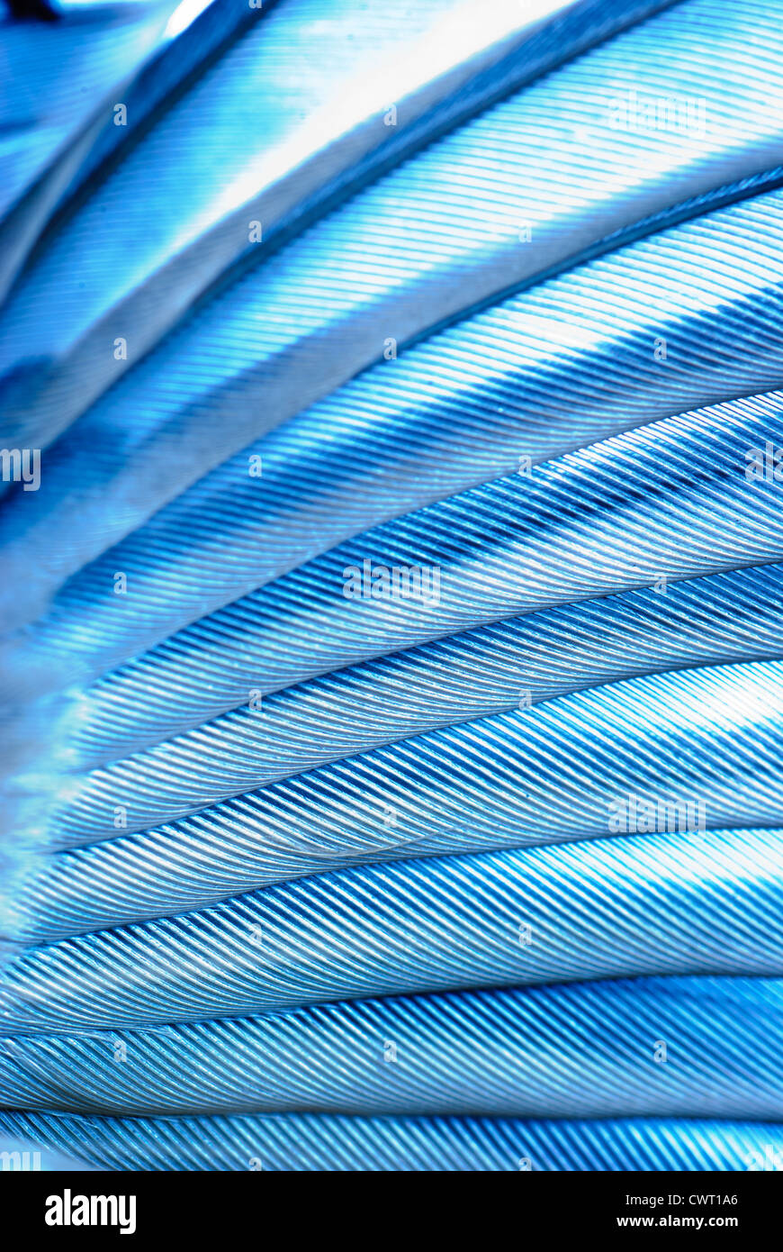Ala di uccello piuma sfondo texture Foto Stock Ala di uccello piuma sfondo texture Foto Stock