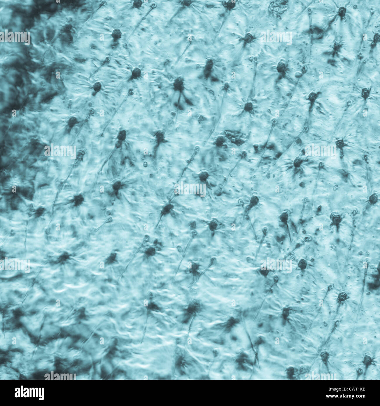 La scienza micrografia ala di insetto dettaglio texture micro Foto Stock La scienza micrografia ala di insetto dettaglio texture micro Foto Stock