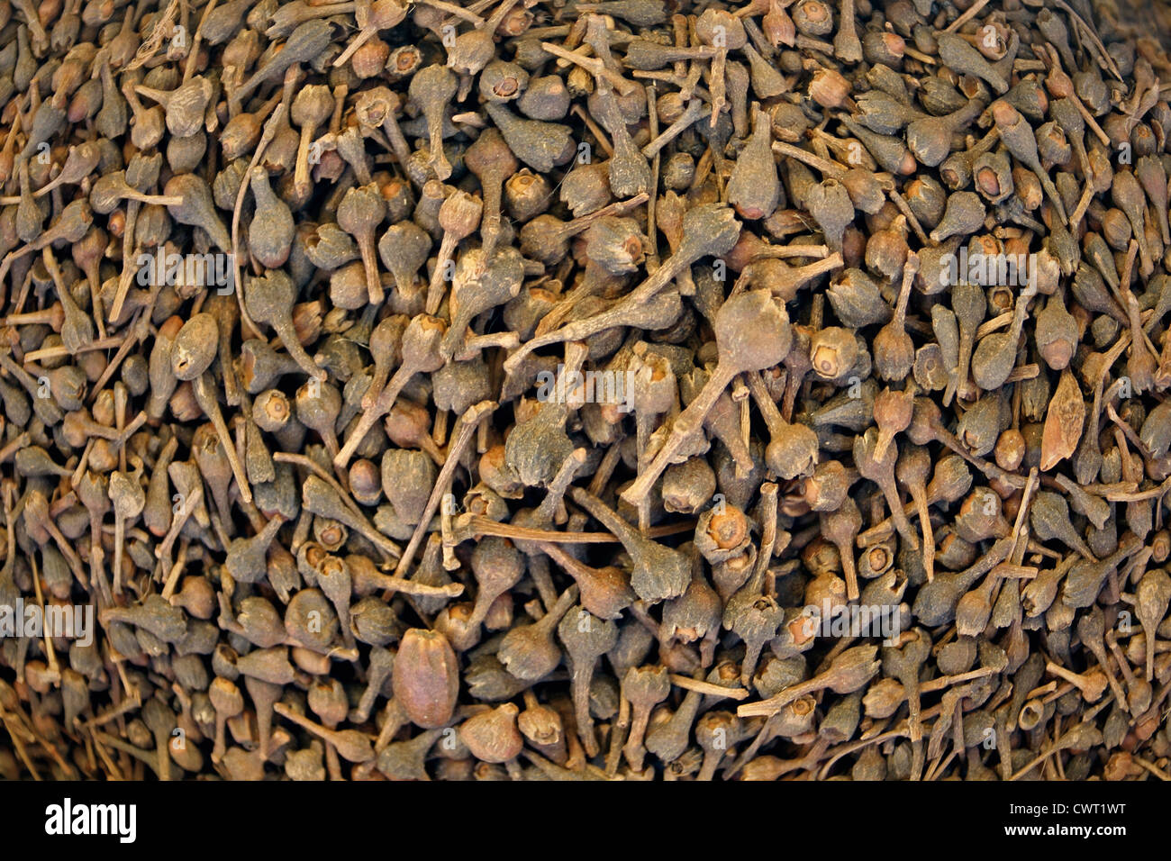 Essiccato cannella germogli essiccati bastoncini di cannella Spice ingrediente secco contenuto Cinnamomum Verum Cannella Classic Close-up condimento essiccato Foto Stock