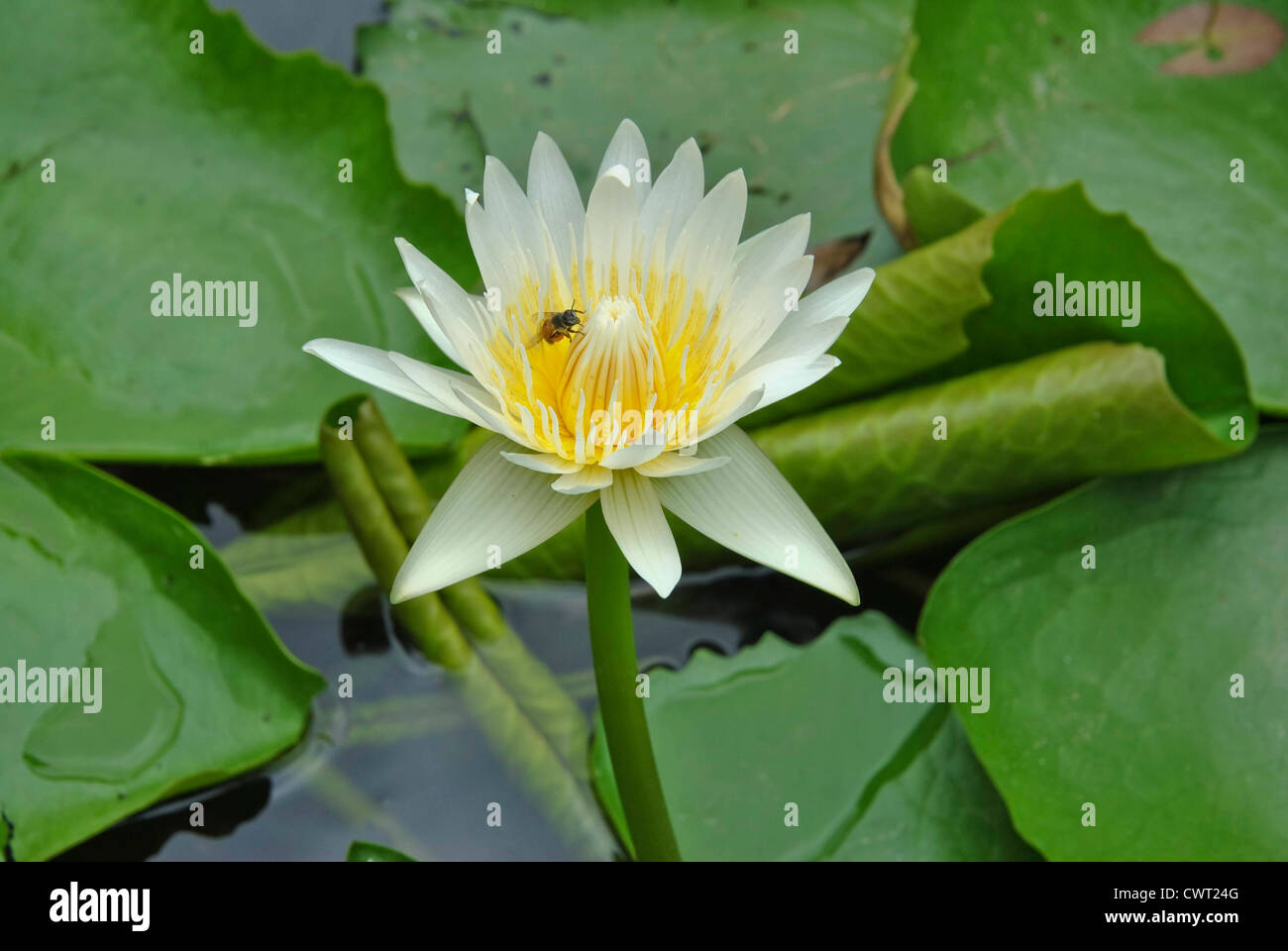 Fiore di loto blossom Foto Stock