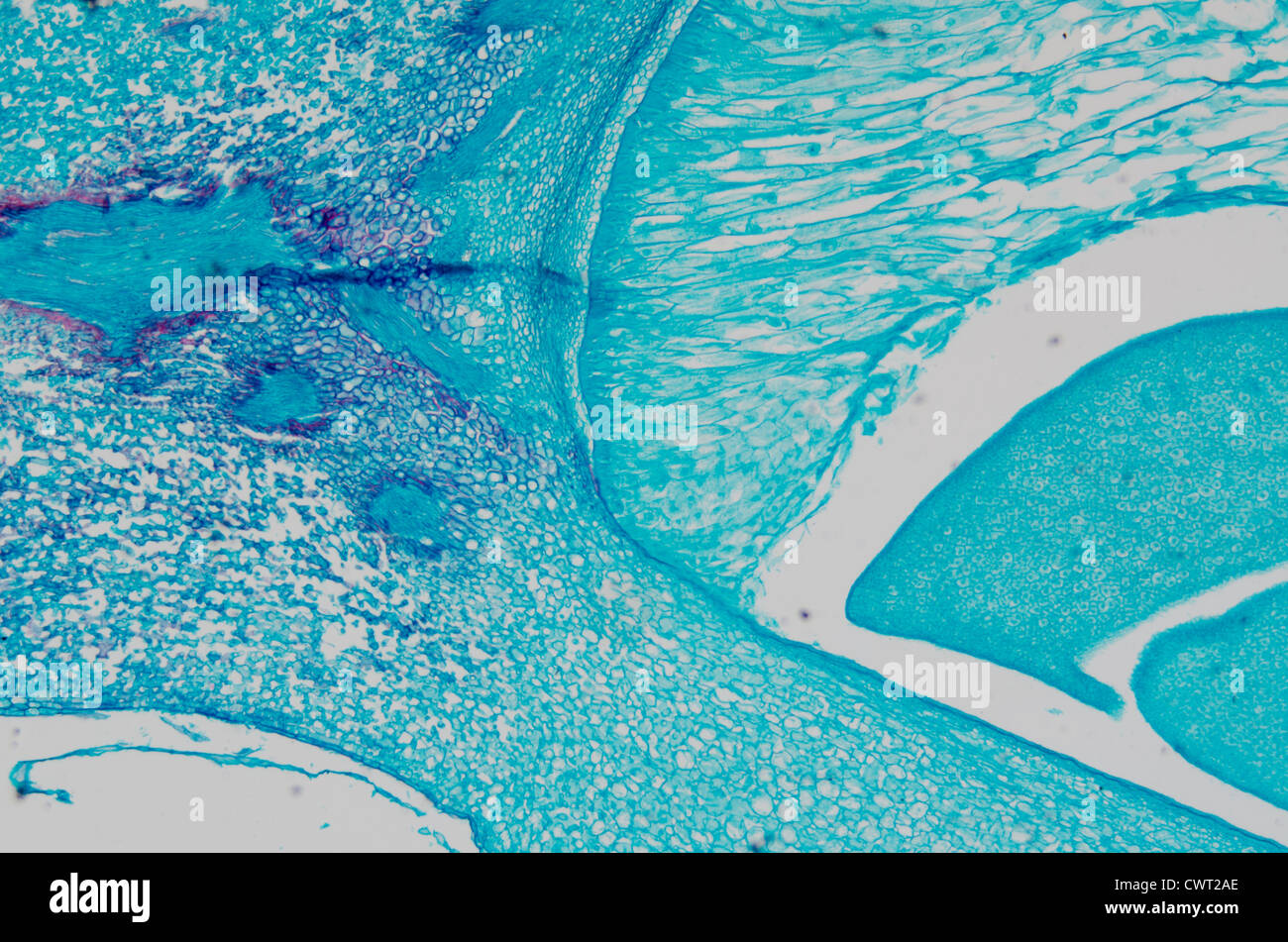 Micrografia di microscopia tessuto vegetale, embrione di mais Foto Stock