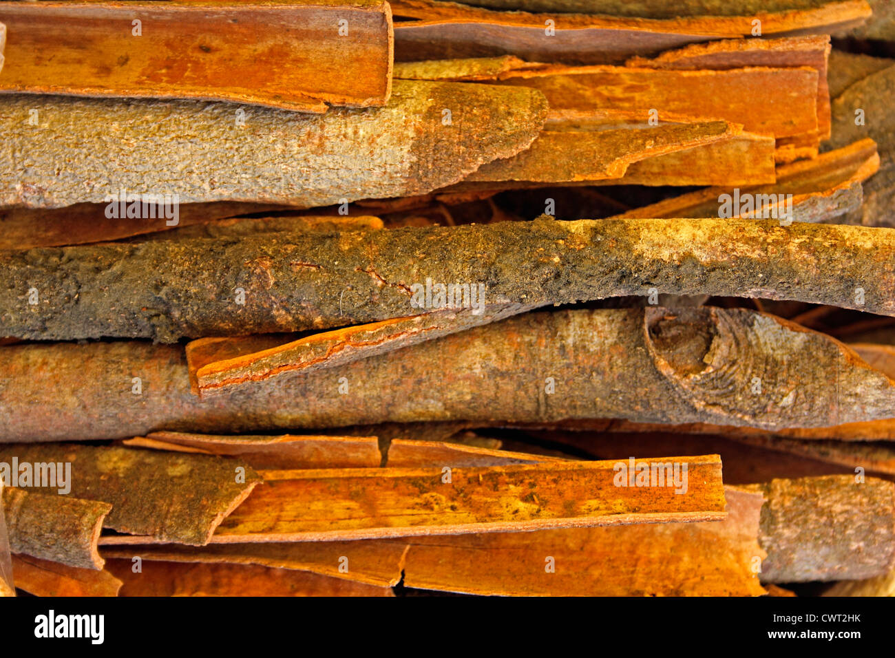 Vero cannella proviene dalla corteccia interna di un albero chiamato Cinnamomum verum Foto Stock
