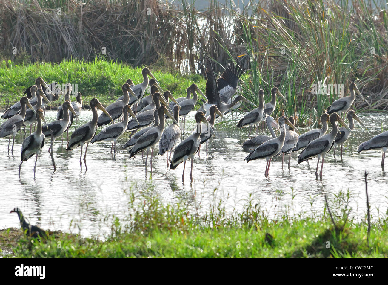 Garzaia del dipinto indiano cicogne ( Mycteria leucocephala ) Foto Stock
