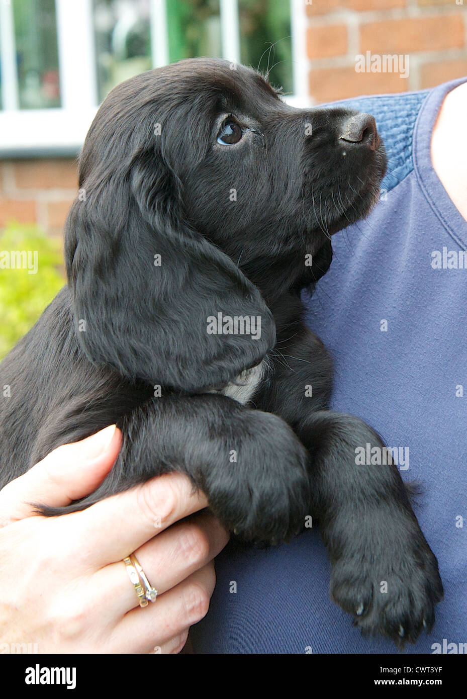 8 settimana di lavoro vecchio Cocker Spaniel cucciolo di cane. Foto Stock