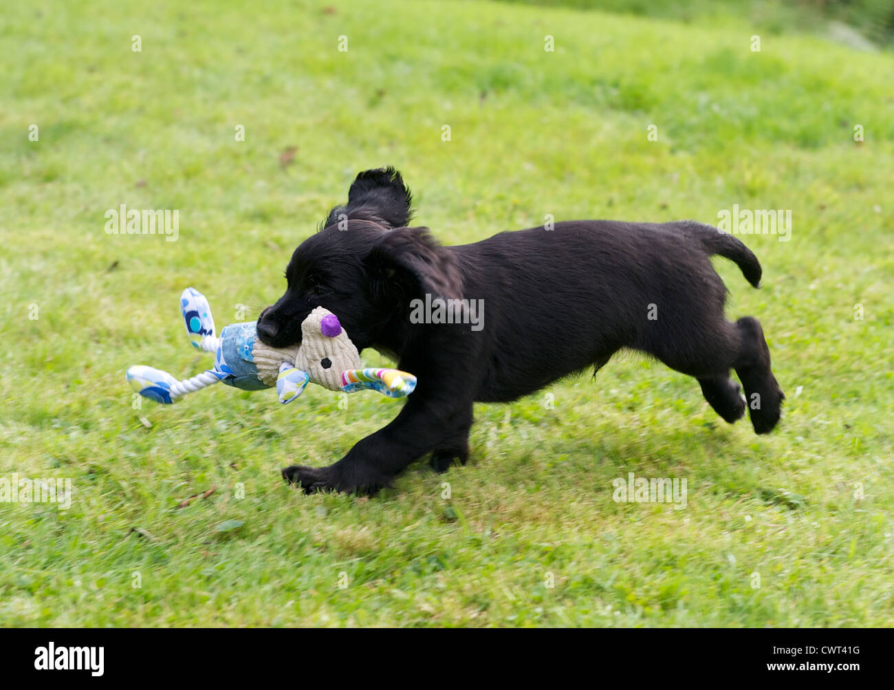 8 settimana di lavoro vecchio Cocker Spaniel cucciolo di cane per giocare con il giocattolo. Foto Stock