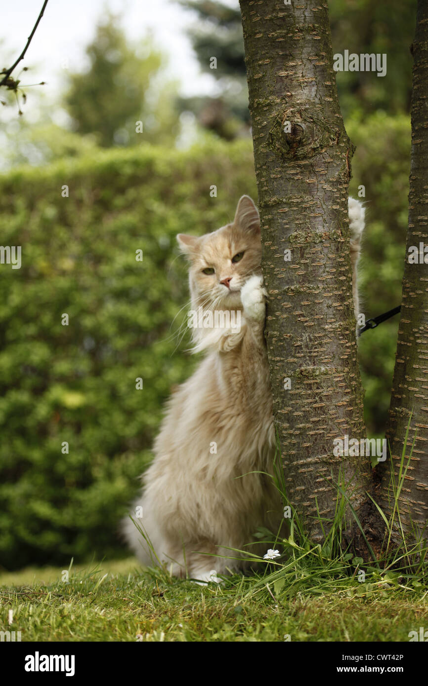 Sibirische Katze / gatto Siberiano Foto Stock