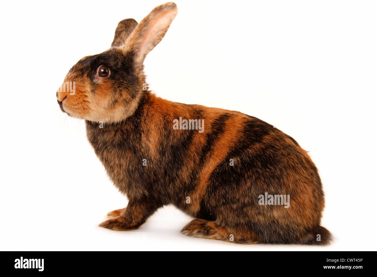 Japaner / Giapponese bunny Foto Stock