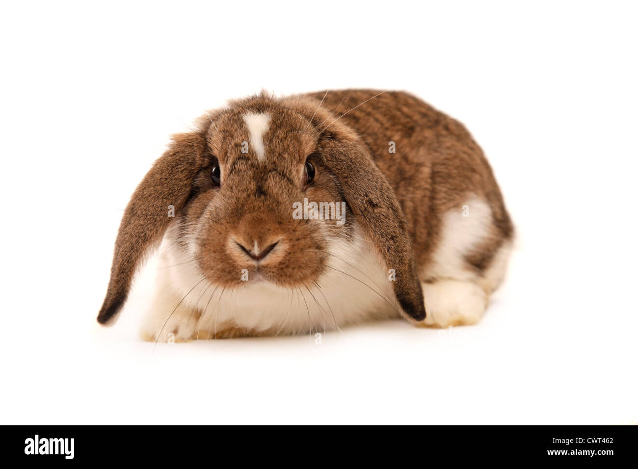 Deutscher Kleinwidder / lop-eared bunny Foto Stock