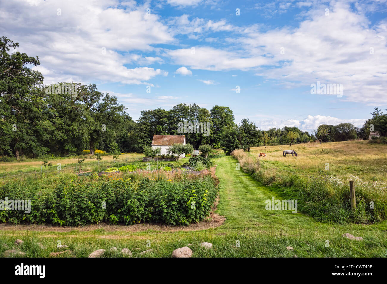 Agriturismo in Danimarca con i cavalli e le macchine Foto Stock