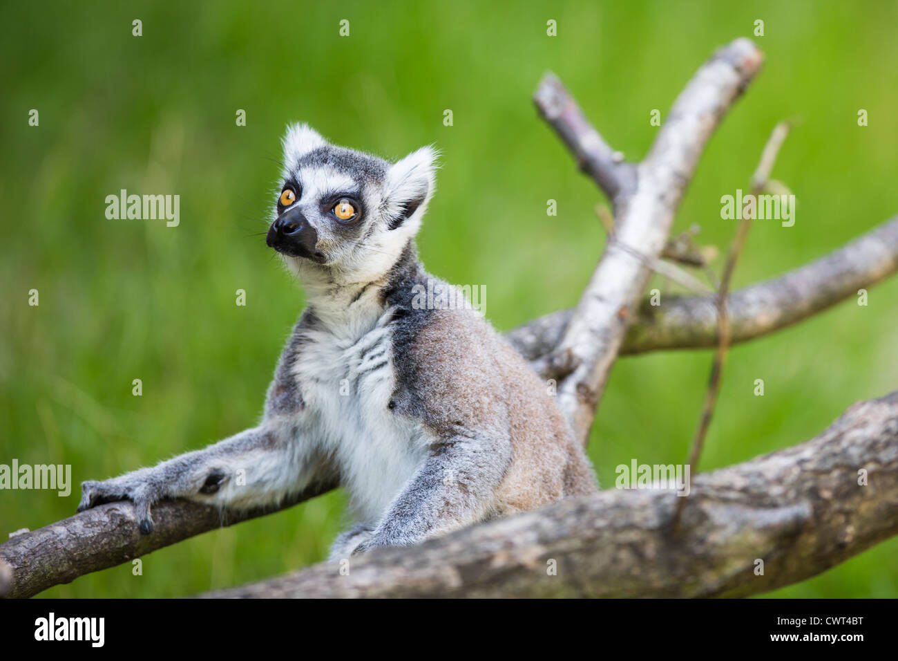 Lemur kata (Lemur catta) Foto Stock