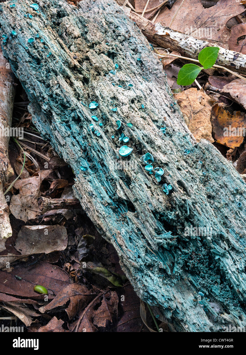 Colorazione blu funghi Chlorociboria aeruginascens Foto Stock
