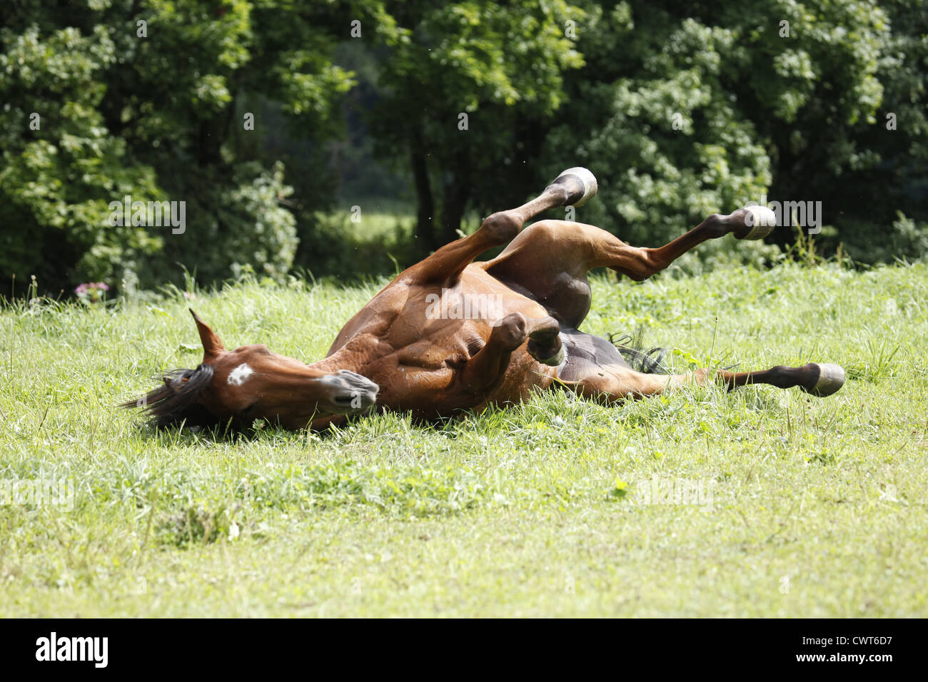 Araber wälzt sich / wallowing Arabian Horse Foto Stock