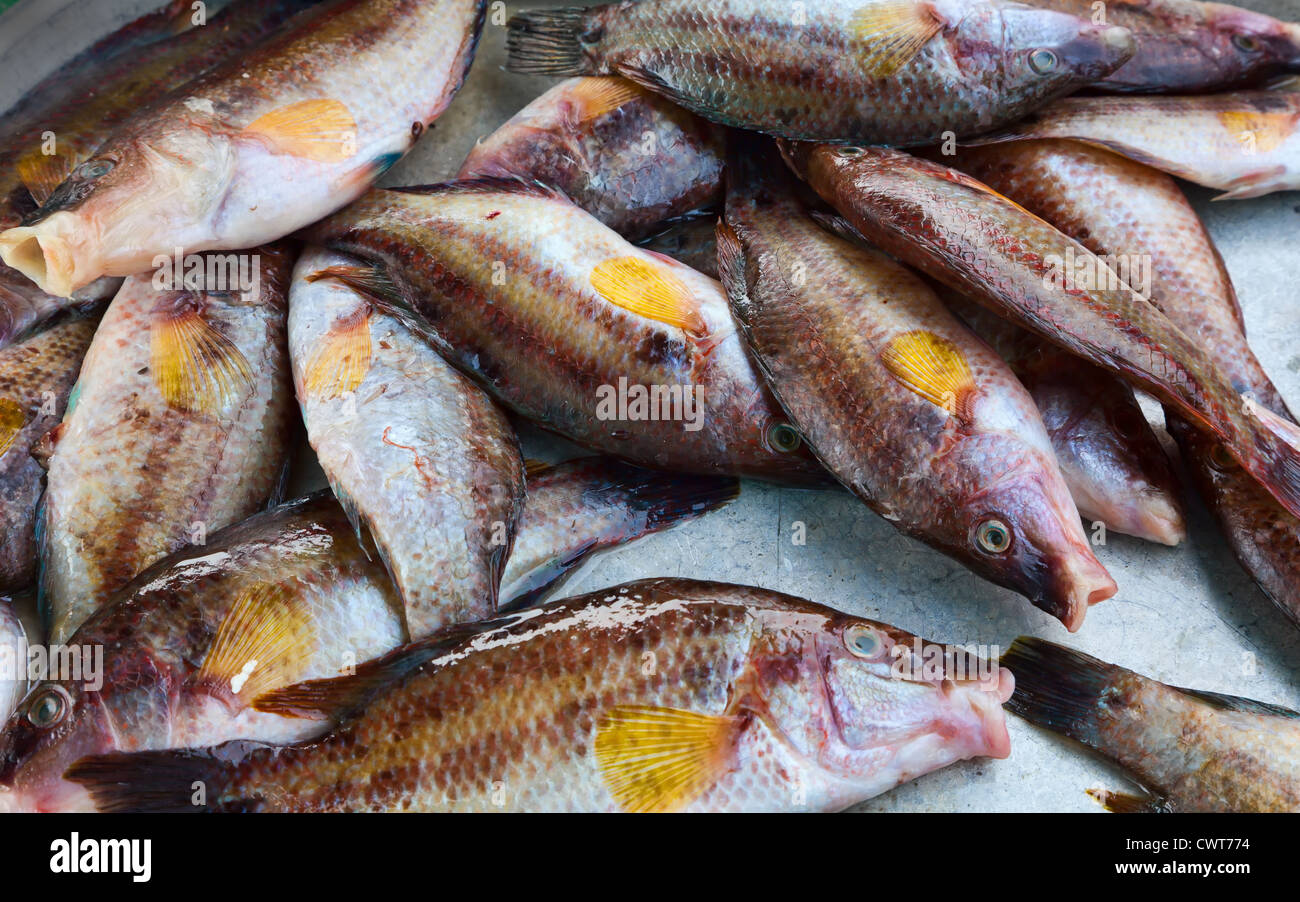 Pesce crudo pronto per cucinare Foto Stock