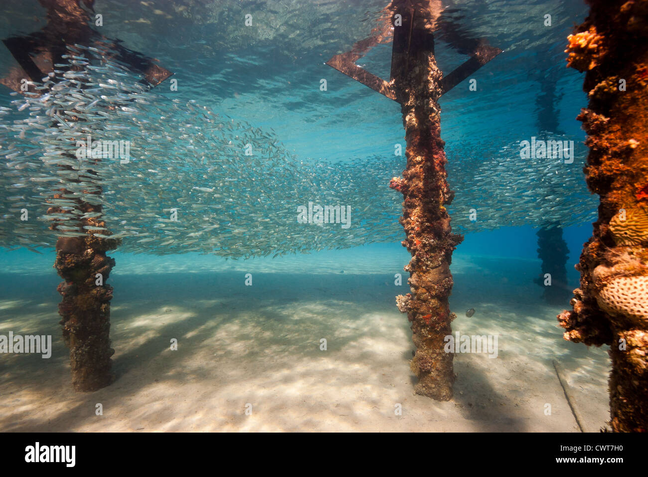 Una scuola di pesce silverside rifugiandosi sotto un fondale basso manmade jetty in Mar Rosso Foto Stock