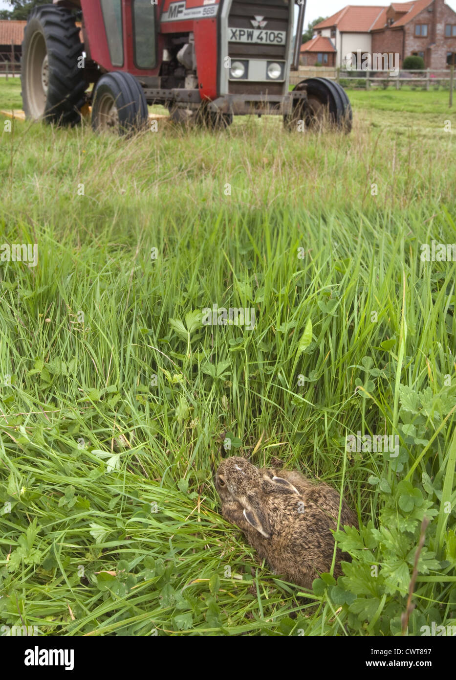 Bruna giovane lepre Lepus europaeus nasconde nella prateria & avvicinando il trattore Foto Stock