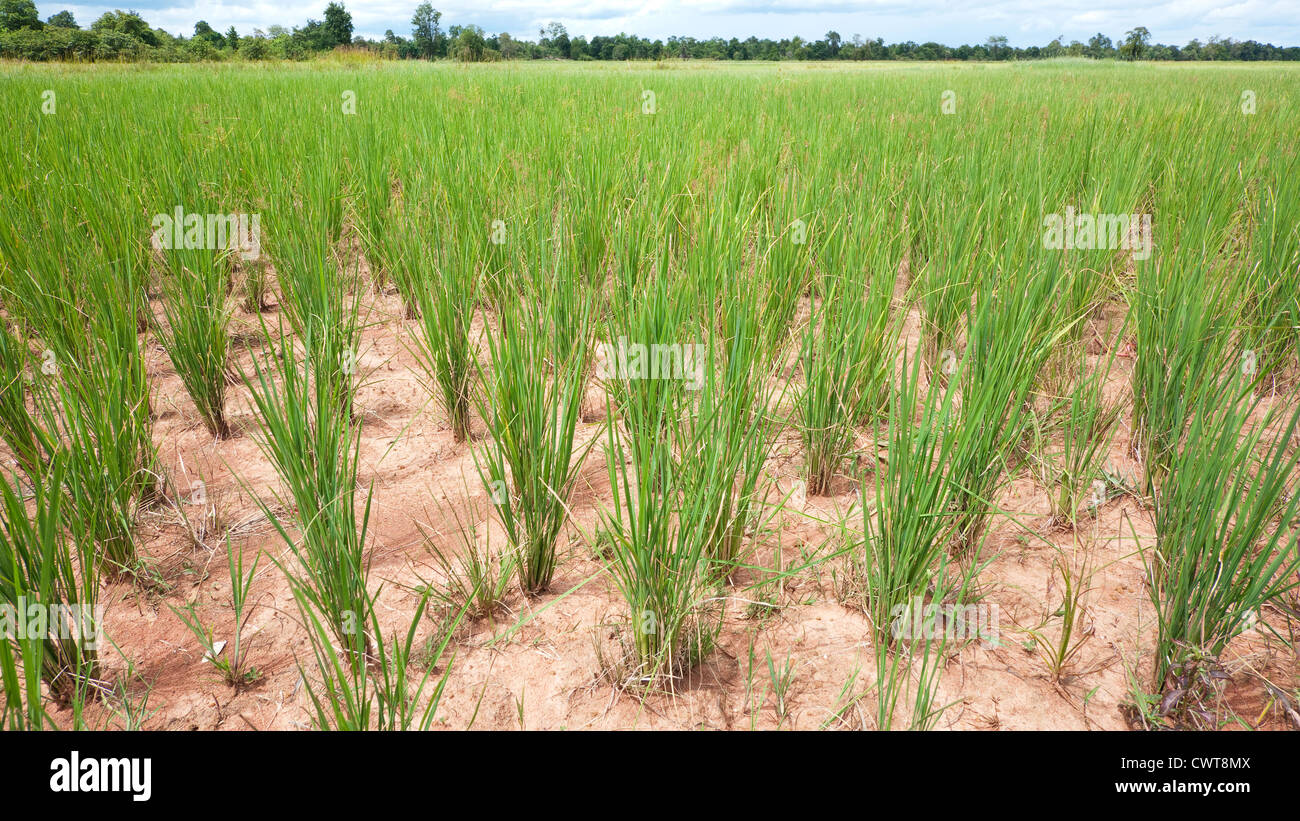 Campo di riso in Banteay Meanchey Provincia, Cambogia, prematuramente essiccato fuori a causa della mancanza di pioggia. Foto Stock
