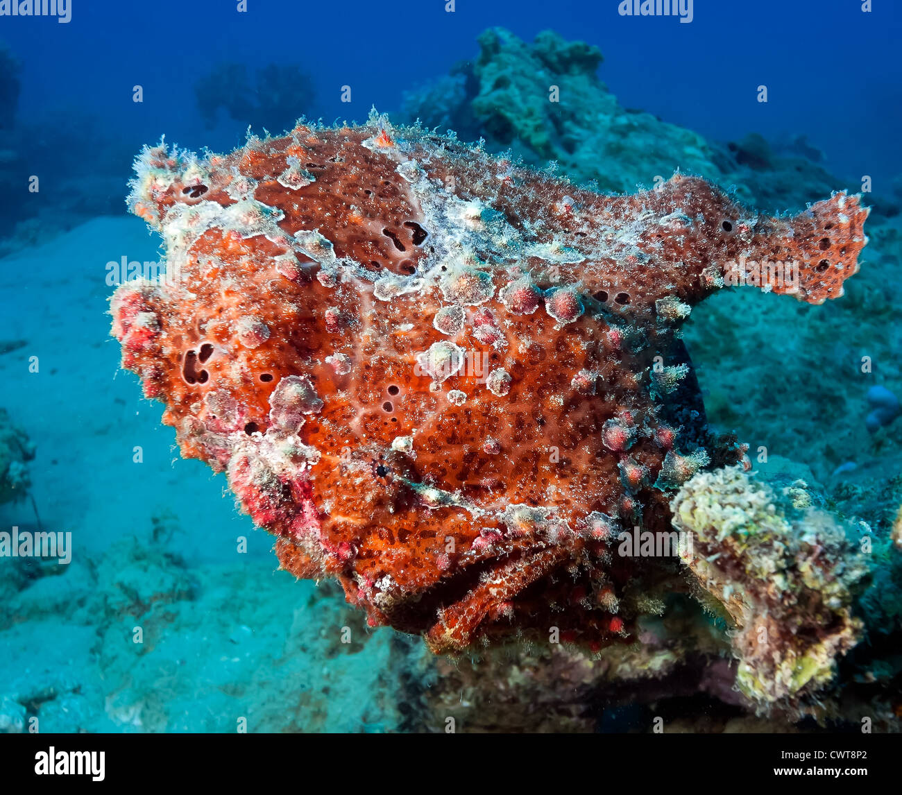 Un grande pesce rana rossa si trova lateralmente su una roccia corallina Foto Stock