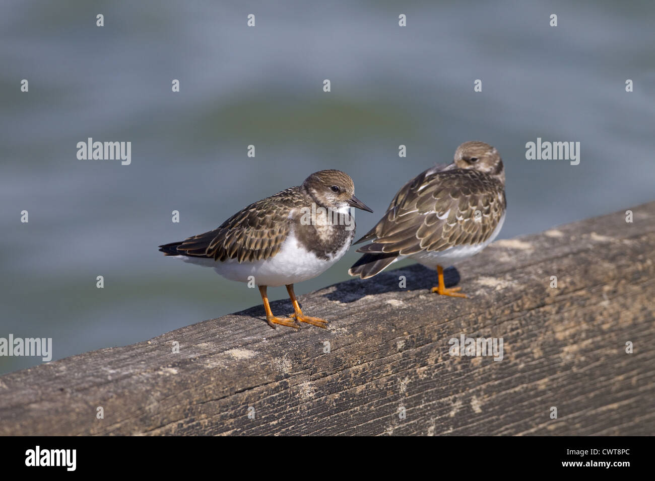 Turnstone Arenaria interpres poggiante sulla struttura di frangionde con alta marea Foto Stock