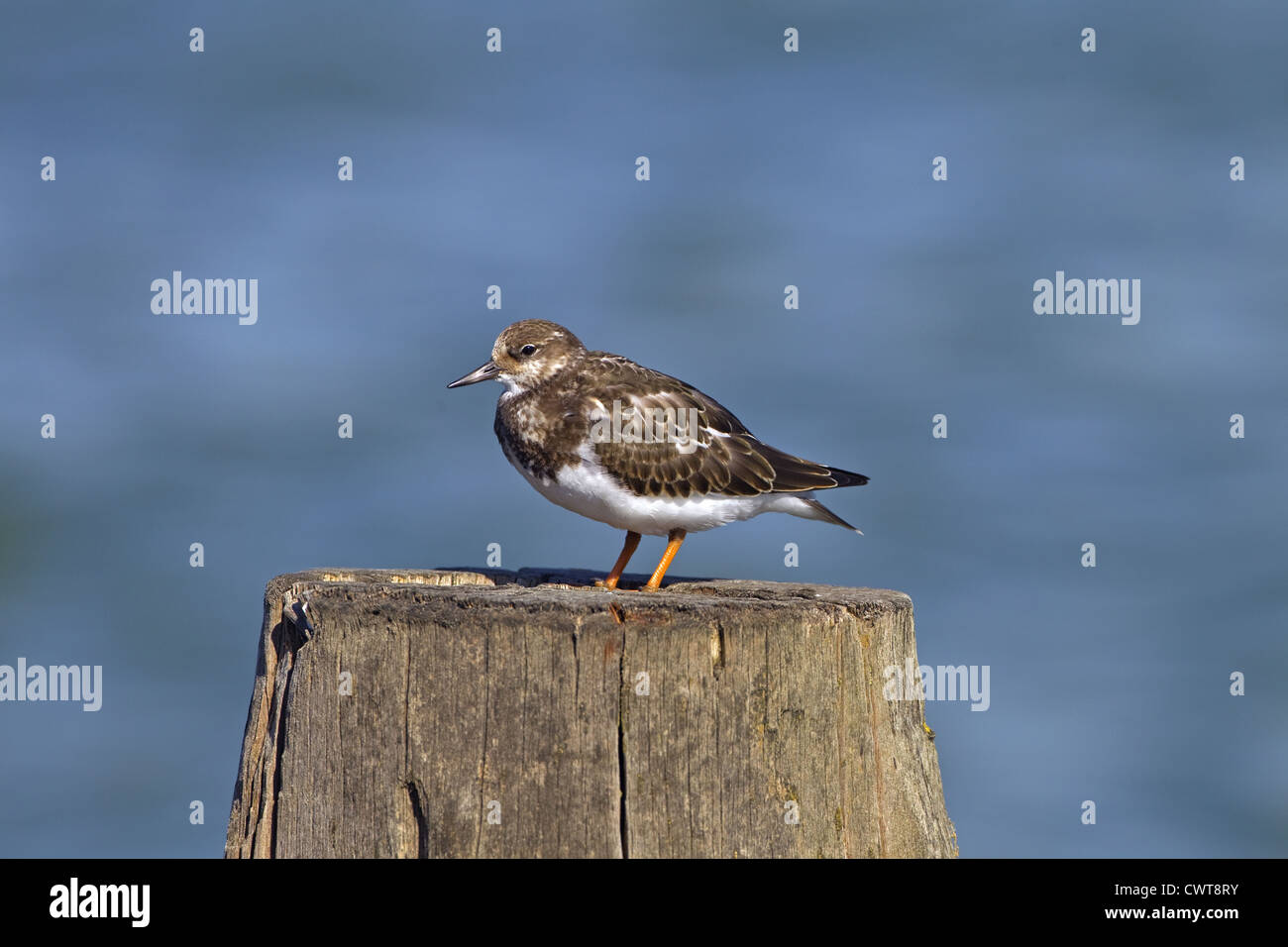 Turnstone Arenaria interpres poggiante sulla struttura di frangionde con alta marea Foto Stock