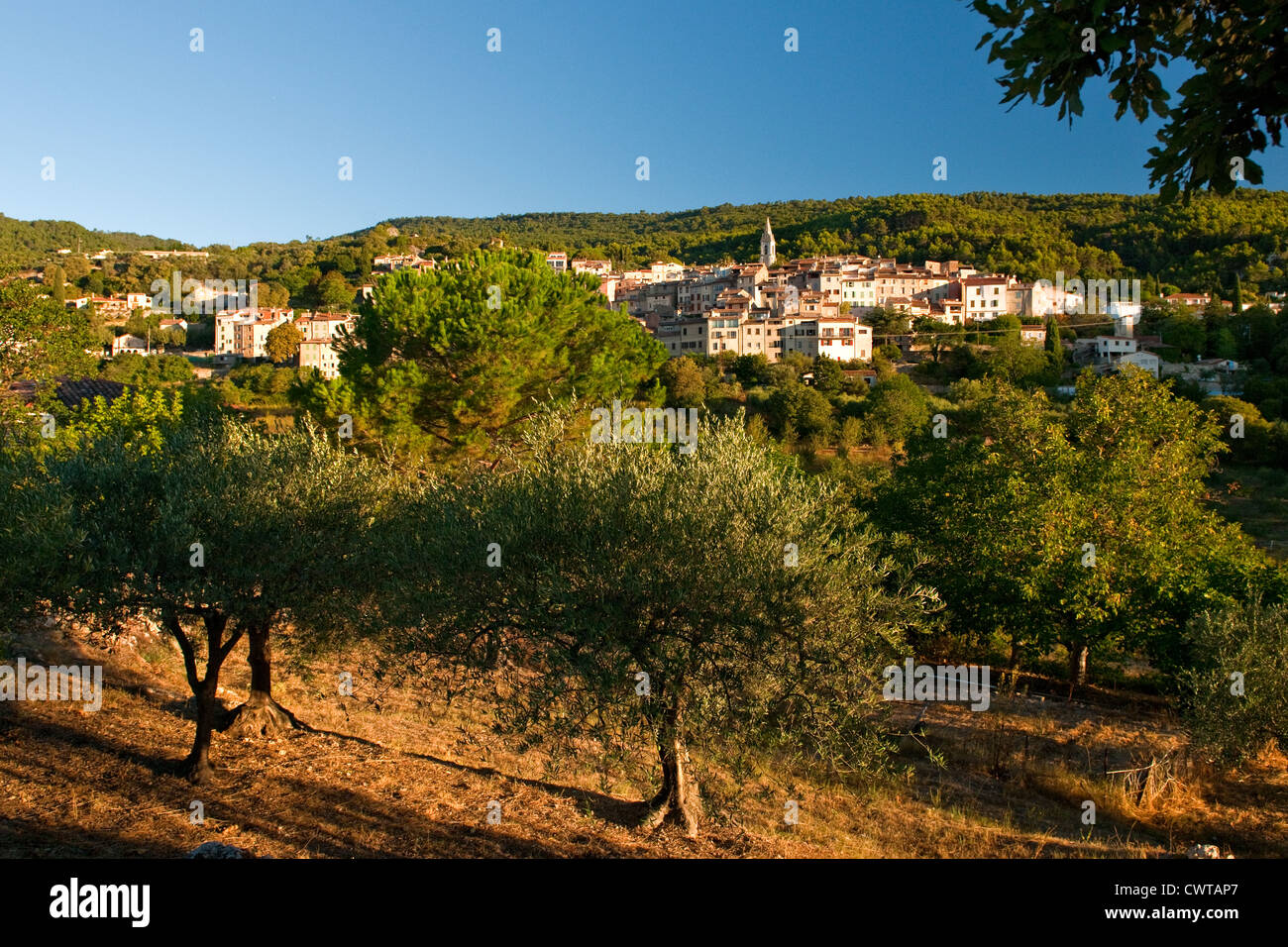 Una vista della Callas in Provenza, in Francia da un uliveto con alberi di olivo in primo piano e il villaggio in background Foto Stock