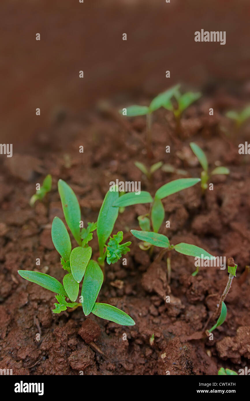 Coriandolo, Hara dhania foglie, Coriandrum sativum Foto Stock