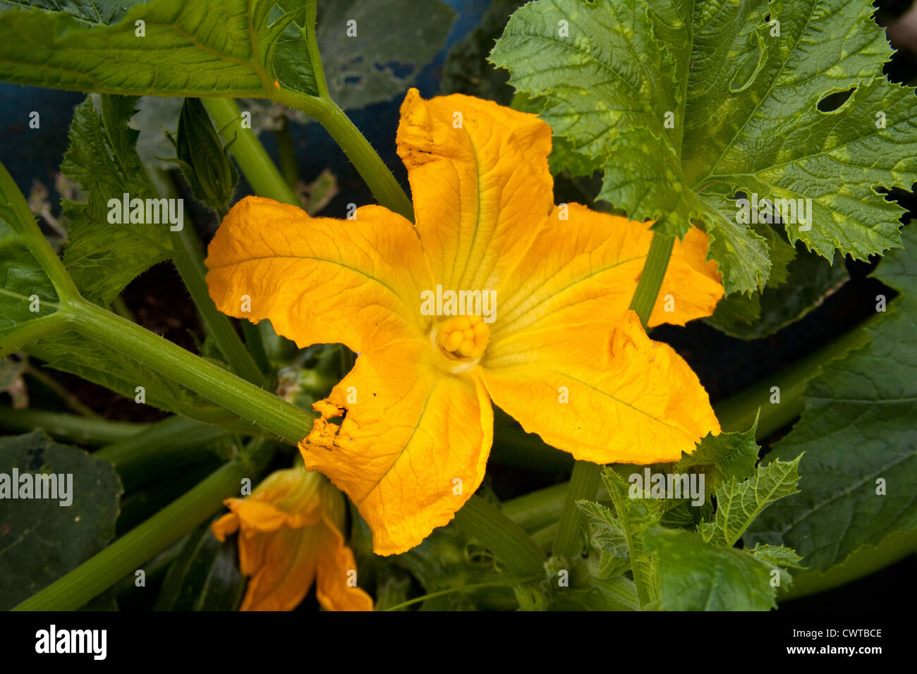 Impianto di zucchine , fiori gialli, Hampshire, Inghilterra. Foto Stock