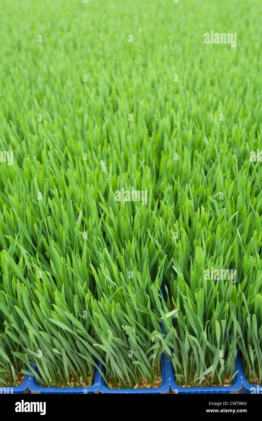 Erba di frumento il crescione cresce in una serra Foto Stock