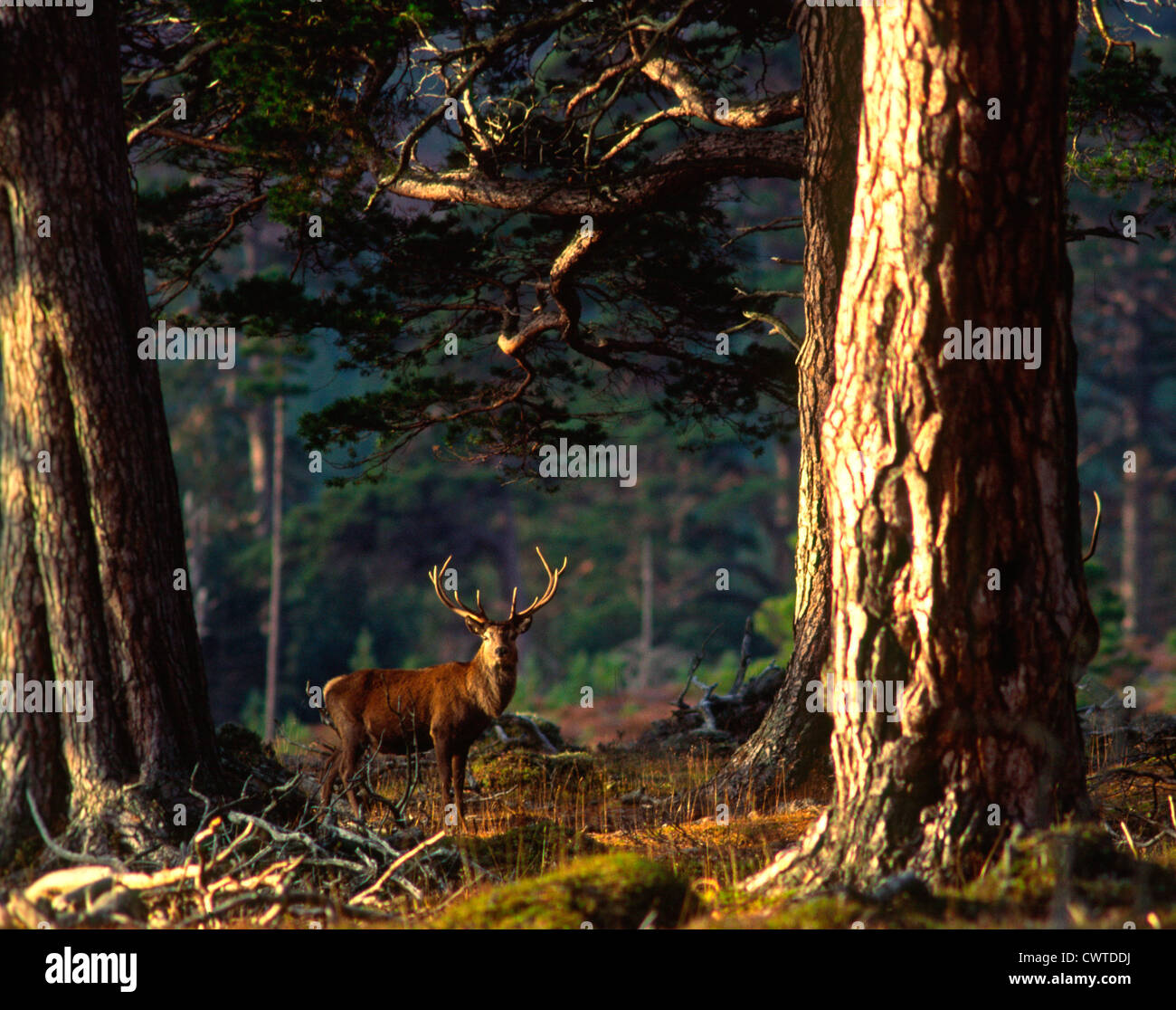 RED DEER cervo in autunno la foresta di pini,HIGHLANDS,Scozia. Foto Stock