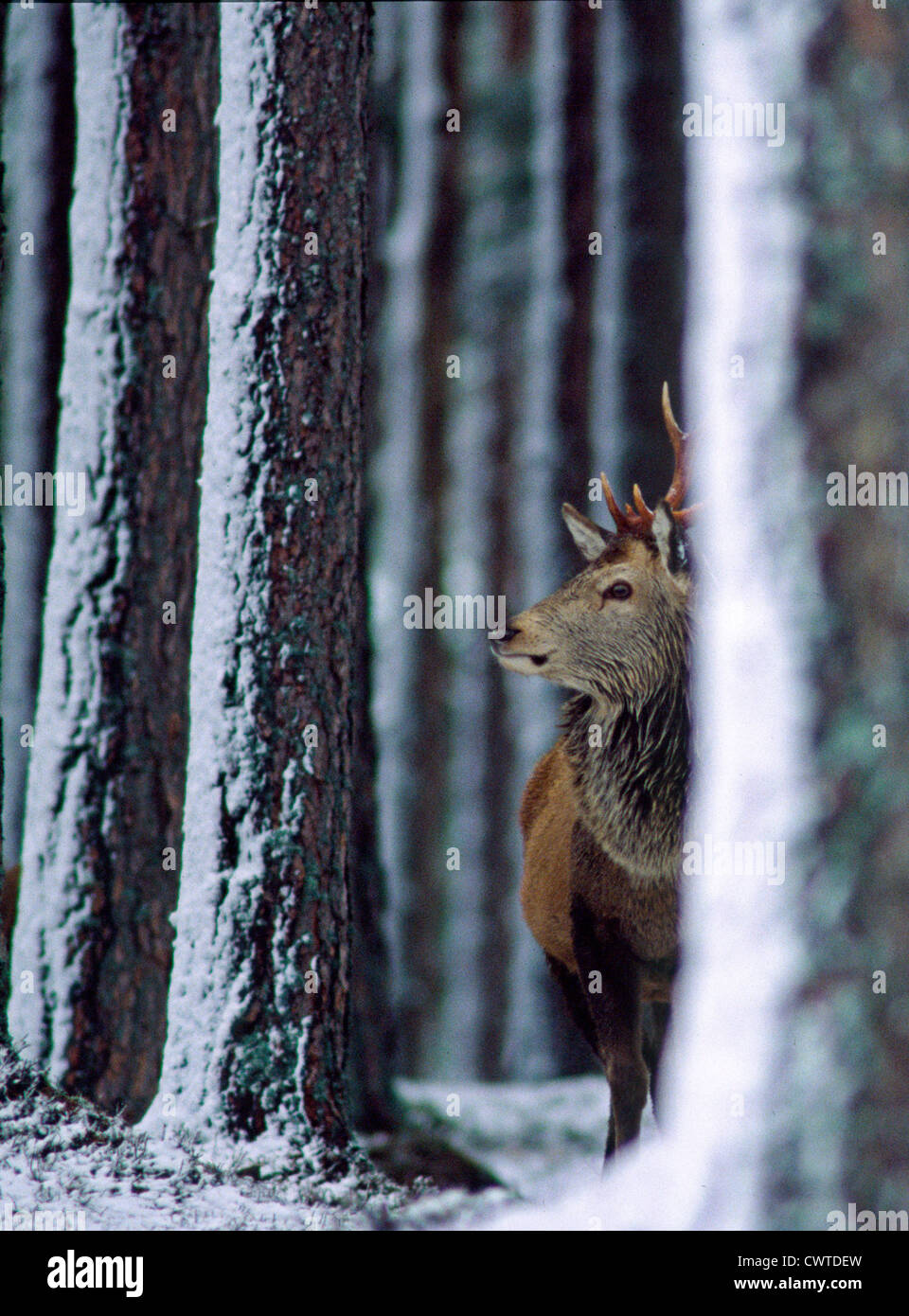 RED DEER ripara dalla tempesta di neve tra i pini,CAIRNGORM montagne,Scozia. Foto Stock