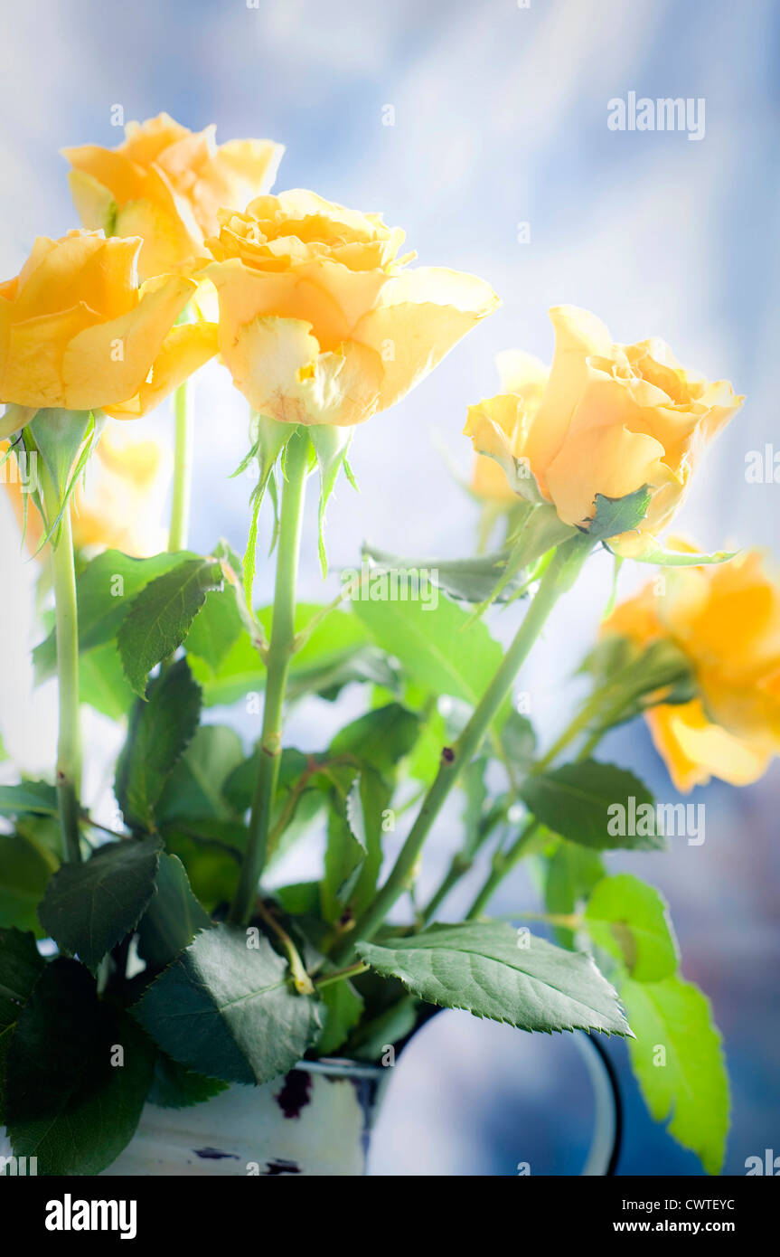 Giallo rose recise in un vaso con effetto di alone Foto Stock