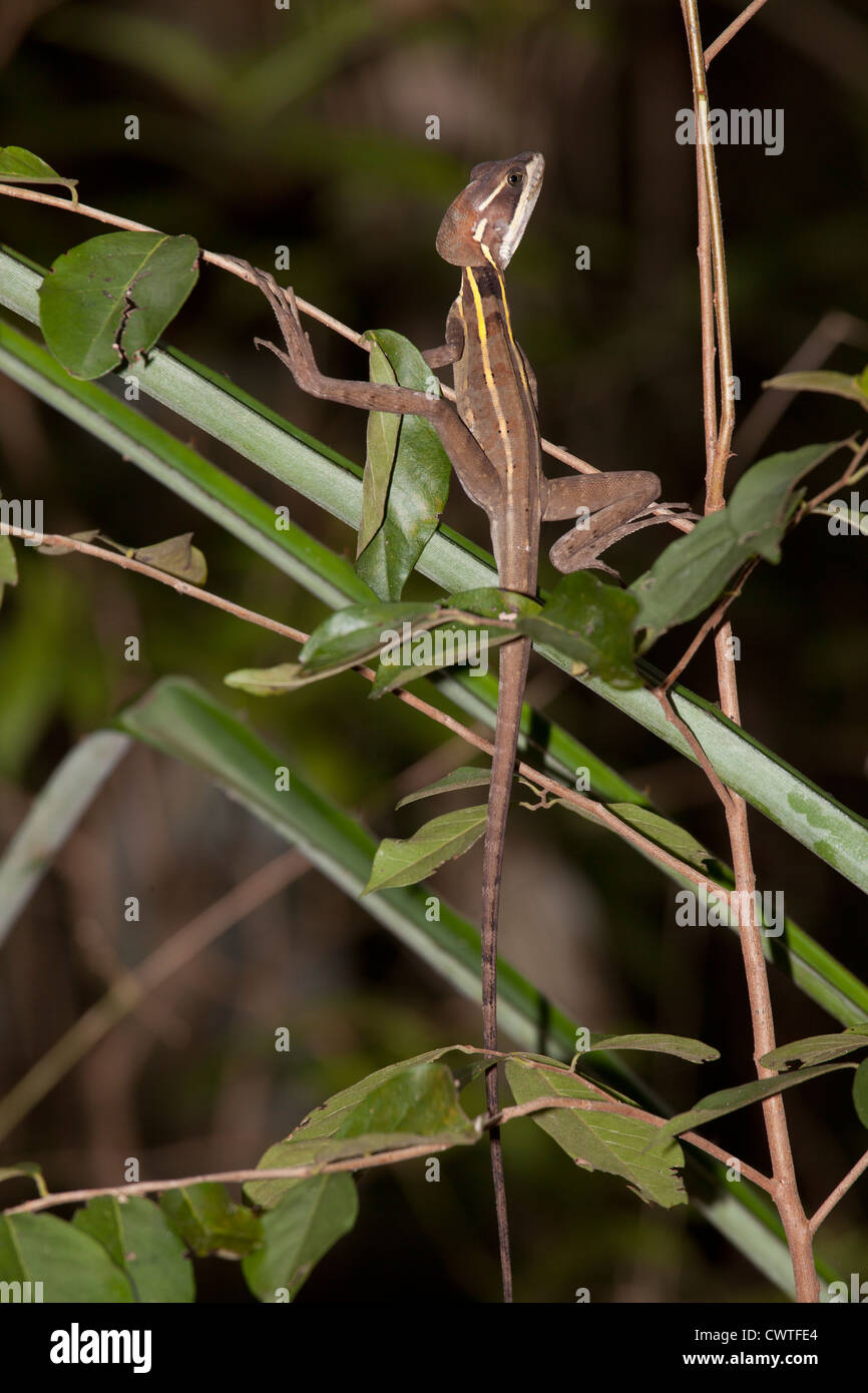 Brown Basilisk o striato Basilisk - basiliscus vittatus al Jardin Botanico vicino a Puerto Morelos, Messico Foto Stock