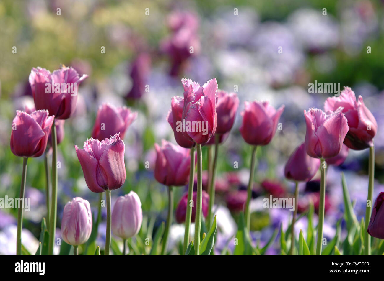 I tulipani in giardino Foto Stock