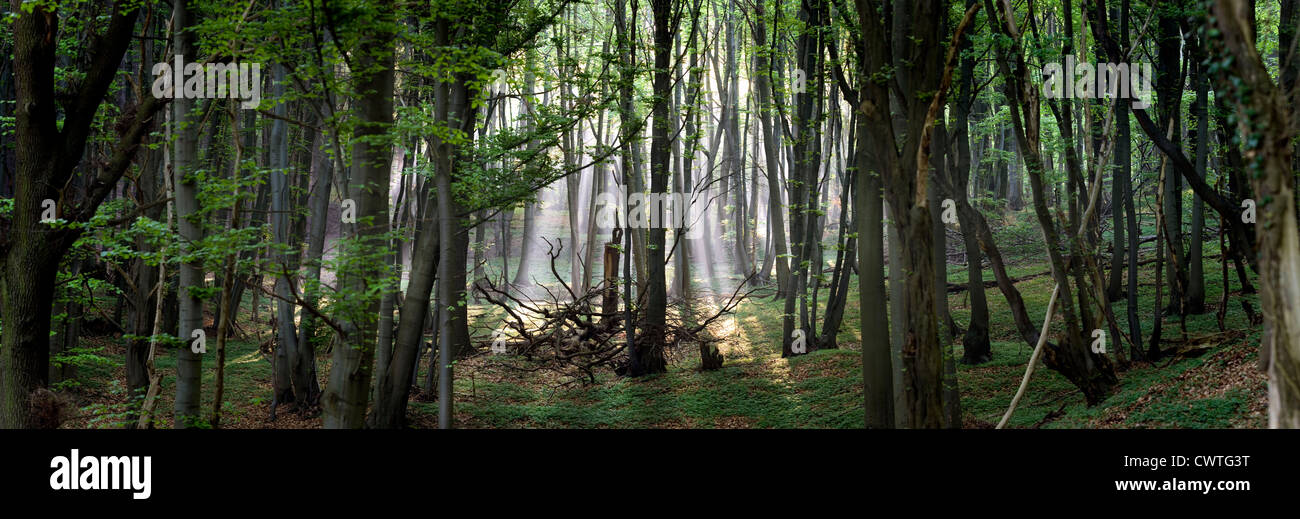 Raggio di luce che cade nella foresta Foto Stock