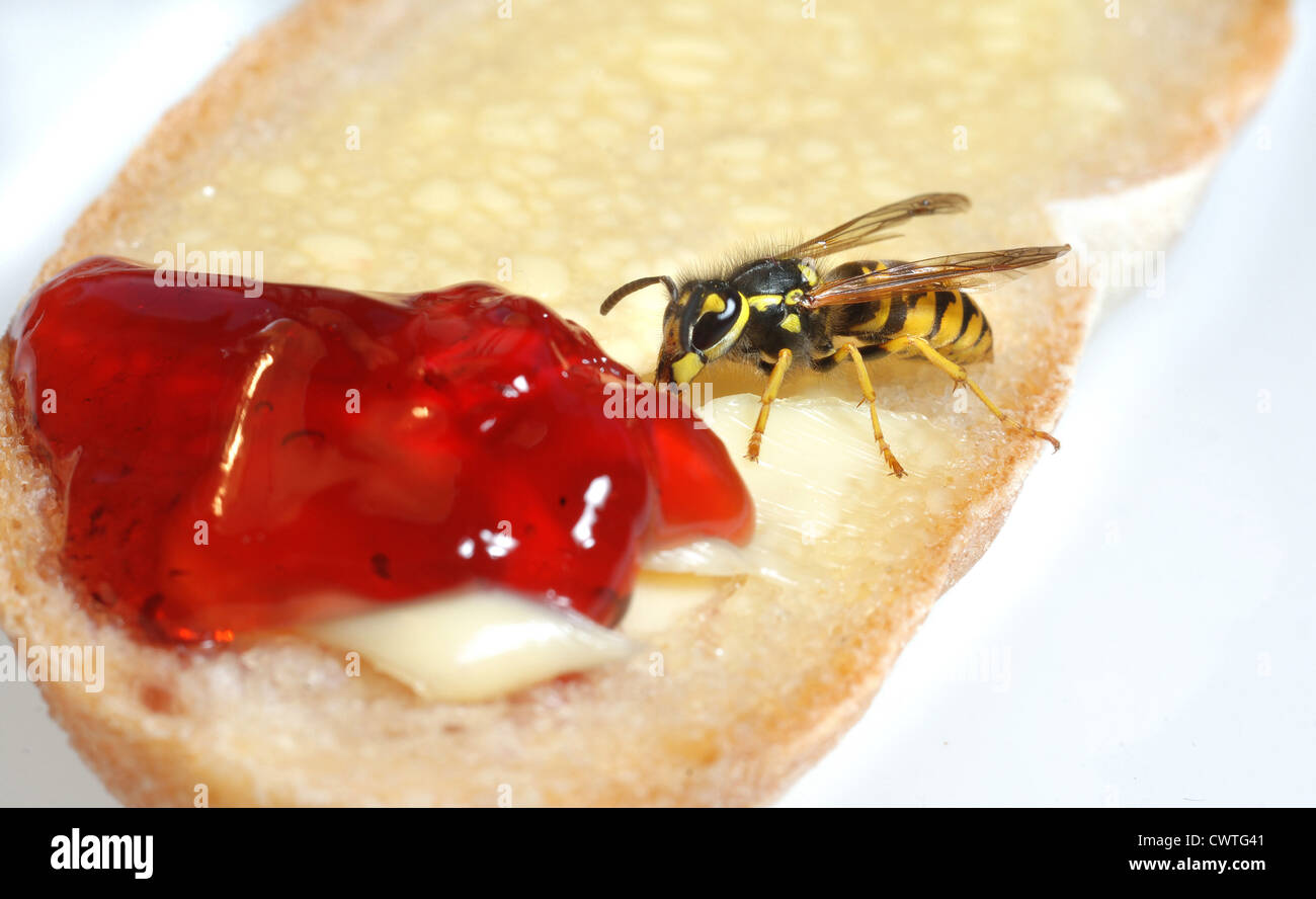 Wasp mangiare da rotolo con marmellata Foto Stock