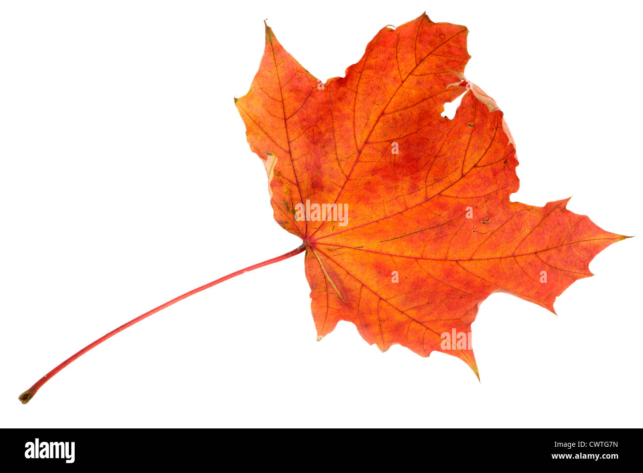 Acero Rosso autumn leaf su sfondo bianco Foto Stock