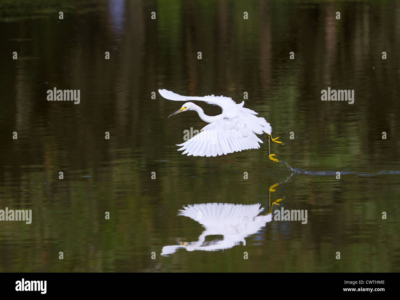 Snowy garzetta (Egretta thuja) volare su un lago (Sud Carolina, USA). Foto Stock