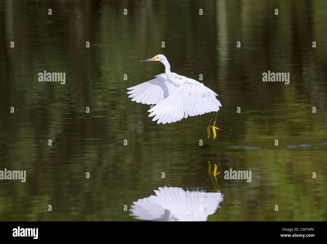 Snowy garzetta (Egretta thuja) volare su un lago (Sud Carolina, USA). Foto Stock